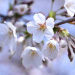 Large Cherry Tree  4