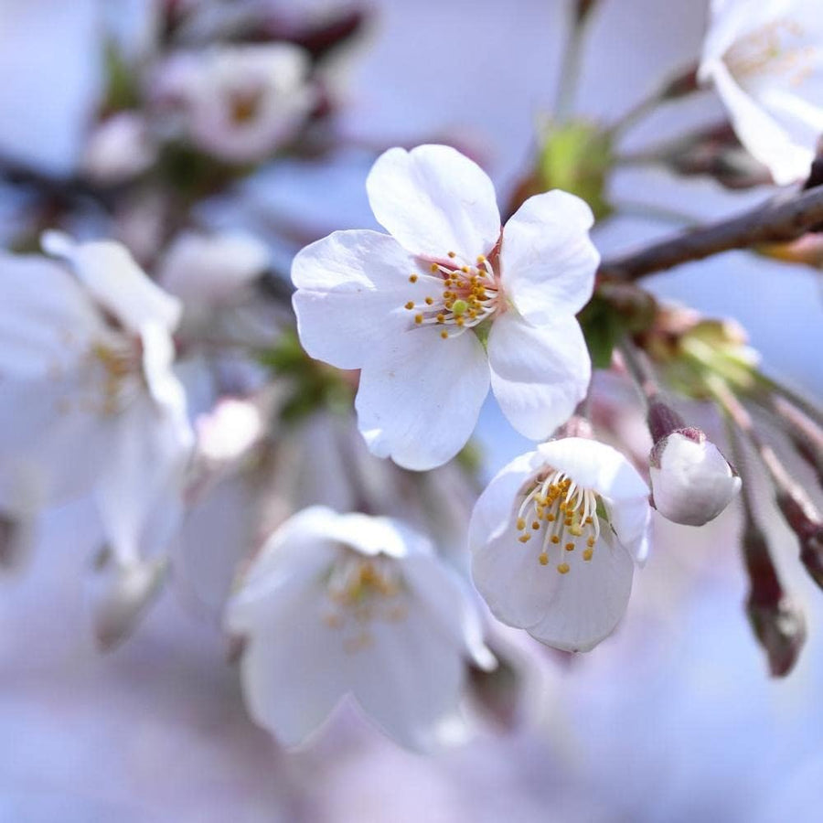 Large Cherry Tree  4
