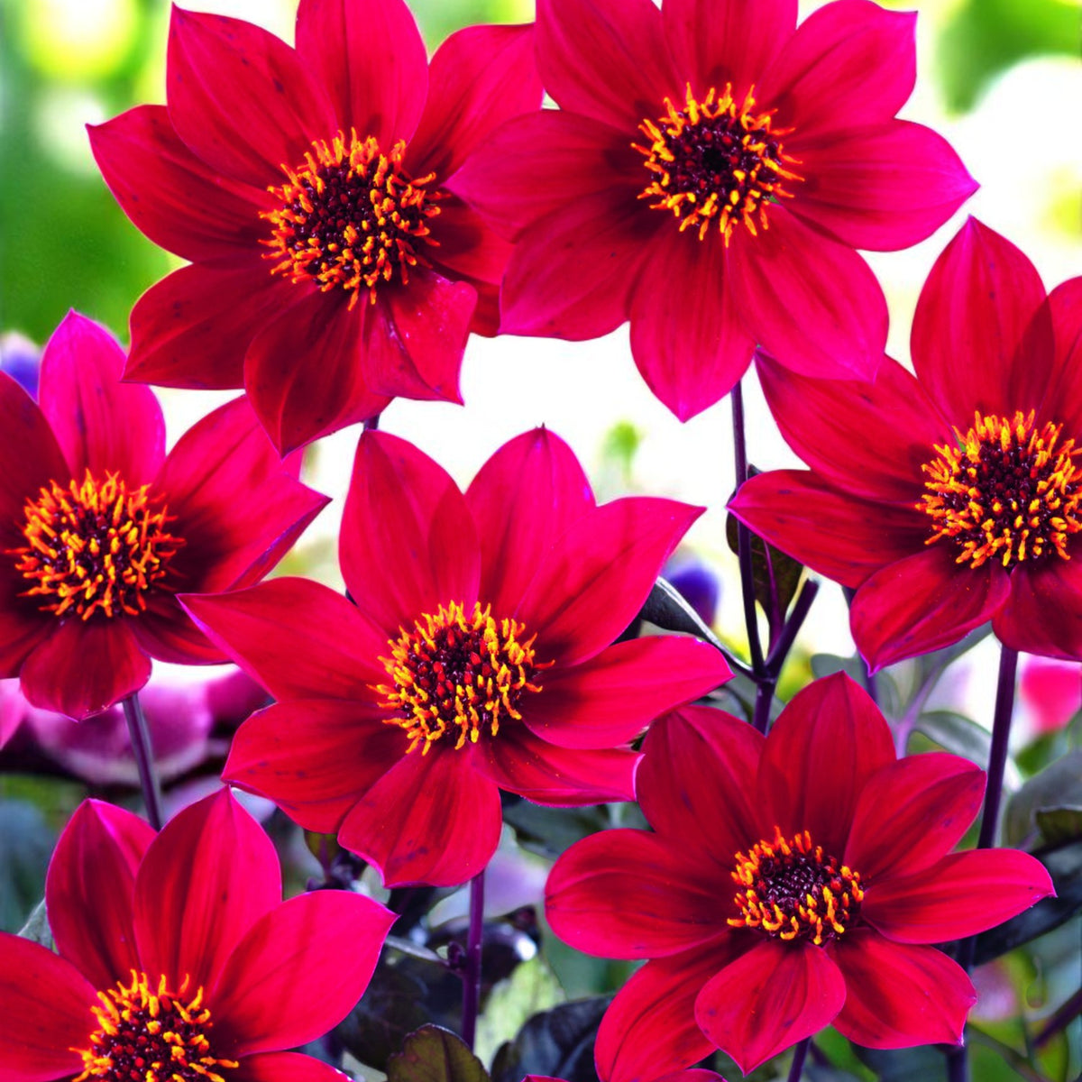 Dahlia Happy Days Cluster of dahlia cherry red flowers with blurred garden background.  1