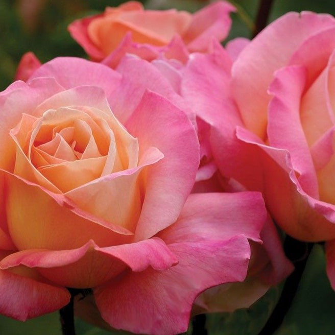 Rose Bush 'Chicago Peace' Chicago Peace 3