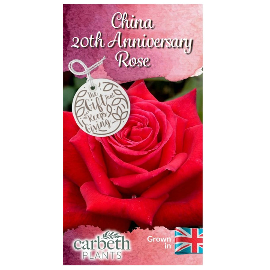 China 20th Wedding Anniversary Rose Bush Gift Wrapped  2