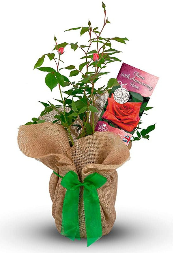 China 20th Wedding Anniversary Rose Bush Gift Wrapped China20thRose 1
