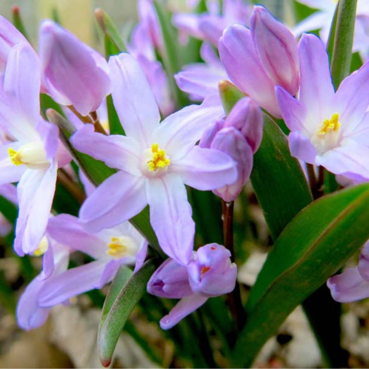 Chionodoxa Violet Beauty Spring Bulbs Macro shot of Chionodoxa Violet Beauty flower with softly curled violet petals and golden stamens. 2