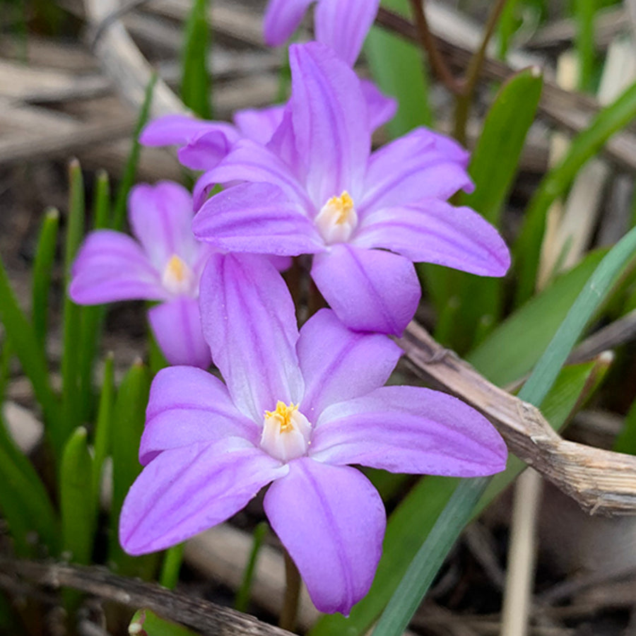 Chionodoxa Violet Beauty Spring Bulbs Close-up of Chionodoxa Violet Beauty flowers showing delicate lilac petals and bright yellow centres. 1