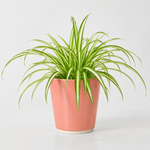 Bathroom Houseplant Collection - Maidenhair Fern, Spider Plant & Happy Leaf Manjula Pothos  3