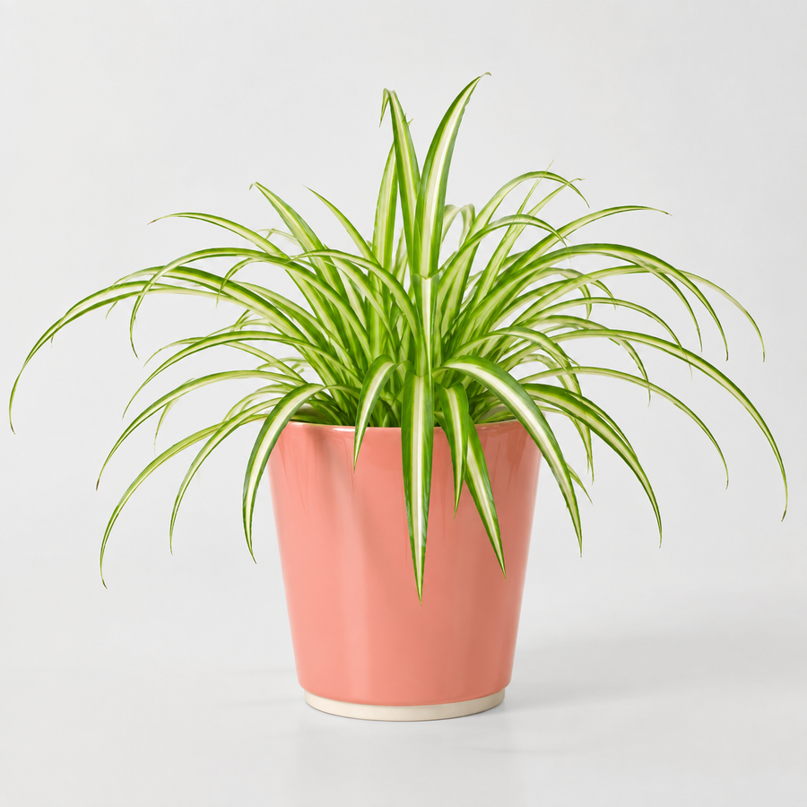 Bathroom Houseplant Collection - Maidenhair Fern, Spider Plant & Happy Leaf Manjula Pothos  3