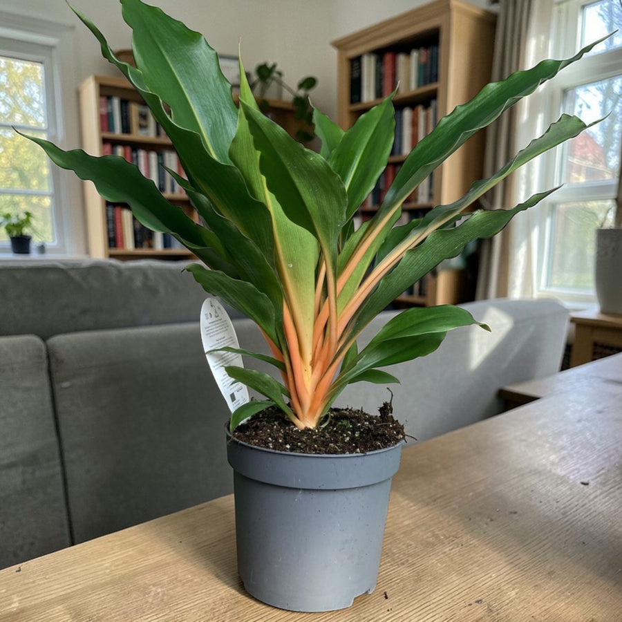 Chlorophytum Green Orange  1