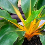 Chlorophytum Green Orange  2