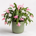Christmas Cactus  9