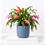 Christmas Cactus  3