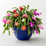 Christmas Cactus  8