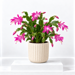 Christmas Cactus  4