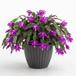 Christmas Cactus  5