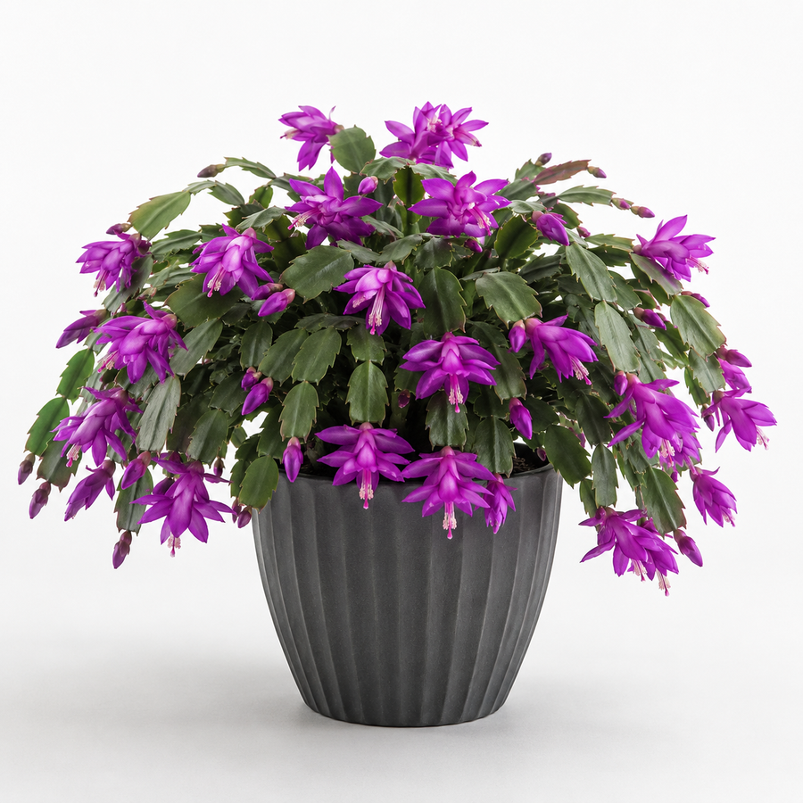 Christmas Cactus  6