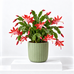 Christmas Cactus  6