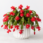 Christmas Cactus  3