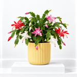Christmas Cactus  9