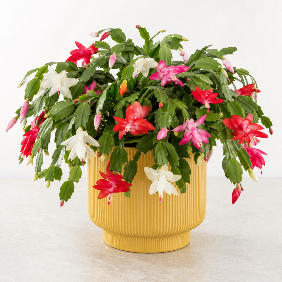 Christmas Cactus  1