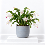 Christmas Cactus  1