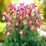Achillea, Aquilegia & Helleborus Bare Root Mix  3