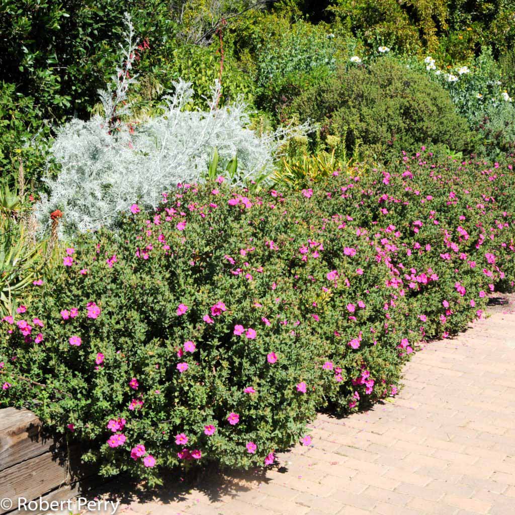 Cistus Sunset - 2 Plants Cistus Sunset - 2 Plants image4 4