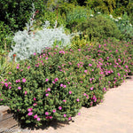 Cistus Sunset - 2 Plants Cistus Sunset - 2 Plants image4 4