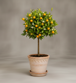 Citrus Tree Mix (Lemon & Calamondin)  3