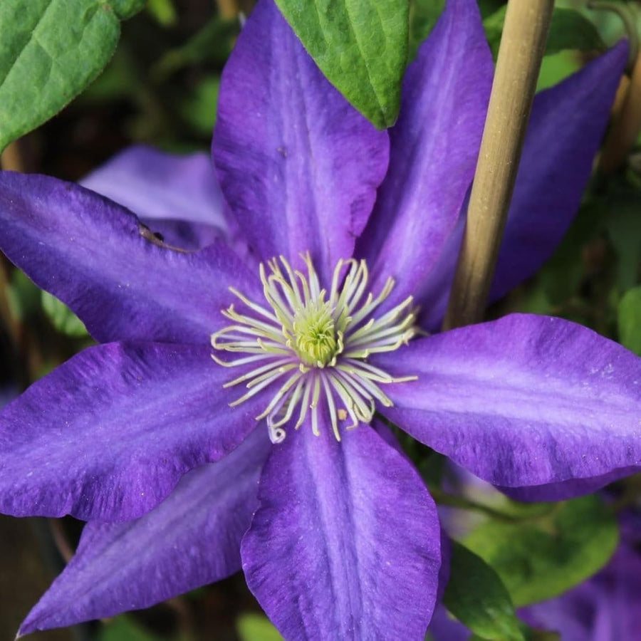 Clematis Daniel Deronda Climbing Plants  2