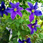 Clematis Daniel Deronda Climbing Plants  4