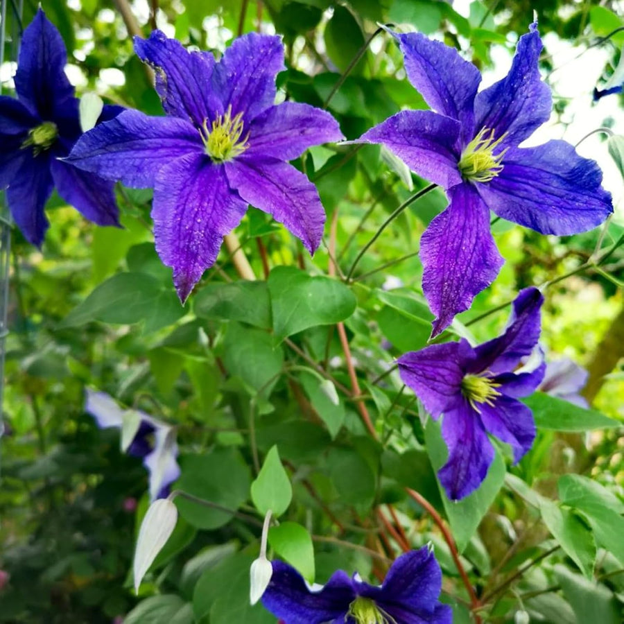 Clematis Daniel Deronda Climbing Plants  4