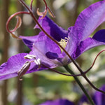 Clematis Daniel Deronda Climbing Plants  3