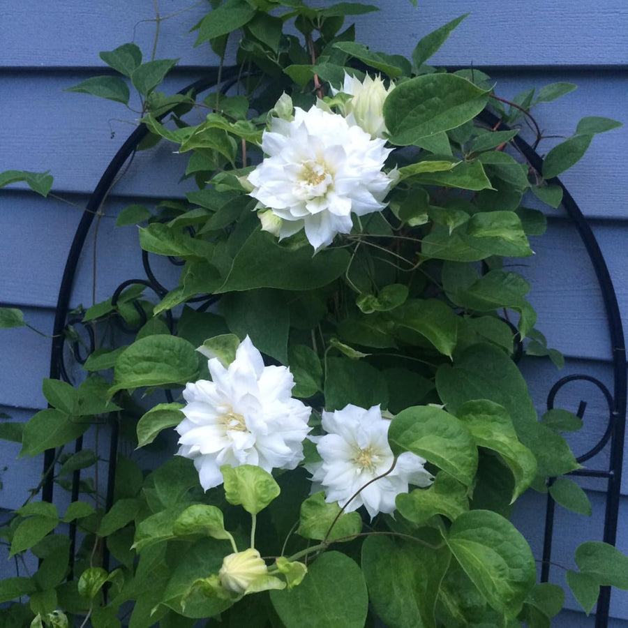 Clematis Duchess of Edinburgh Climbing Plants  3