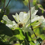 Clematis Duchess of Edinburgh Climbing Plants  4