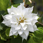 Clematis Climbing Plants  7