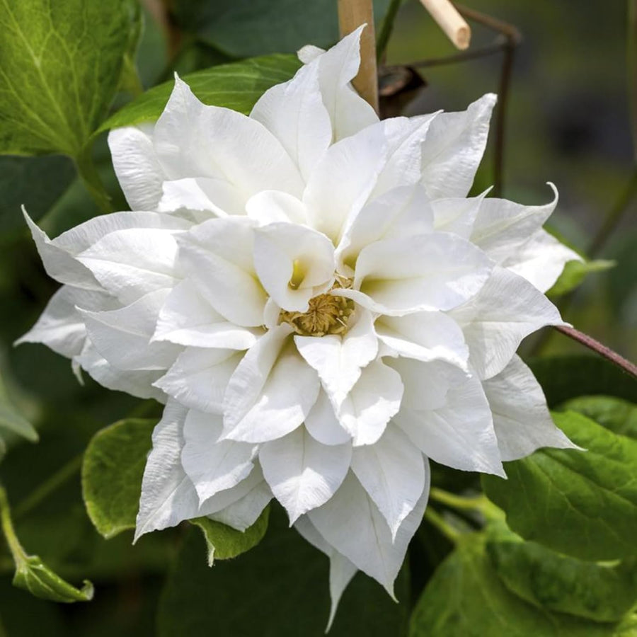 Clematis Climbing Plants  7
