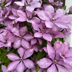 Clematis Margaret Hunt Climbing Plants  1