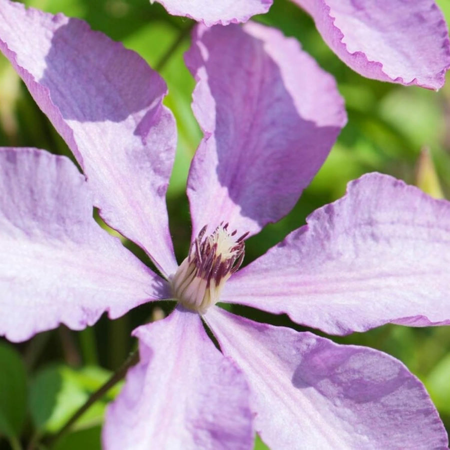 Clematis Margaret Hunt Climbing Plants  3