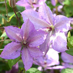 Clematis Climbing Plants  6