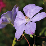 Clematis Mrs Cholmondeley Climbing Plants  4