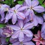 Clematis Mrs Cholmondeley Climbing Plants  1