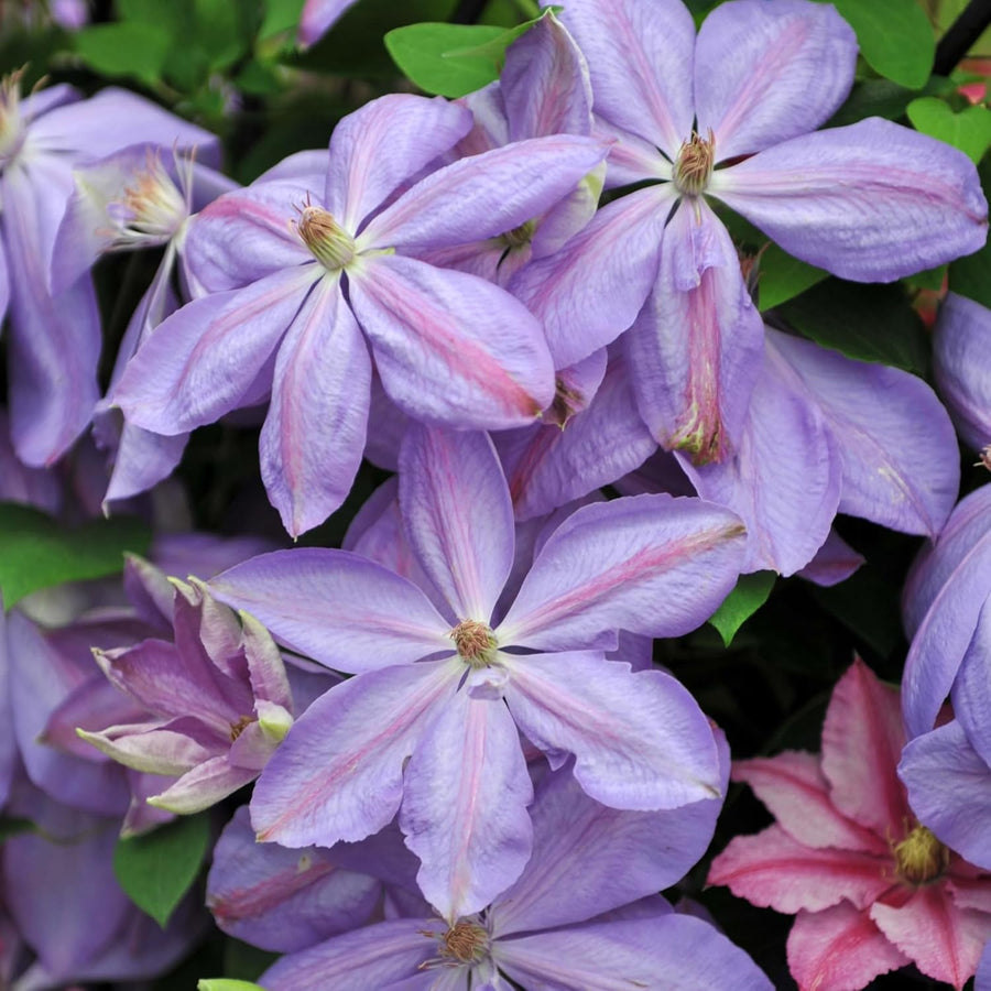 Clematis Mrs Cholmondeley Climbing Plants  1