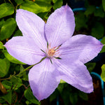Clematis Climbing Plants  5
