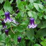 Clematis Rooguchi Climbing Plants  2