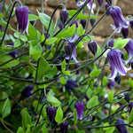 Clematis Rooguchi Climbing Plants  3
