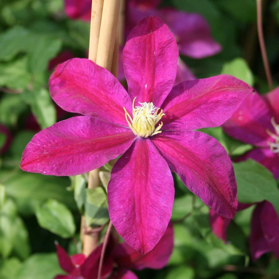 Clematis Sunset Climbing Plants  4
