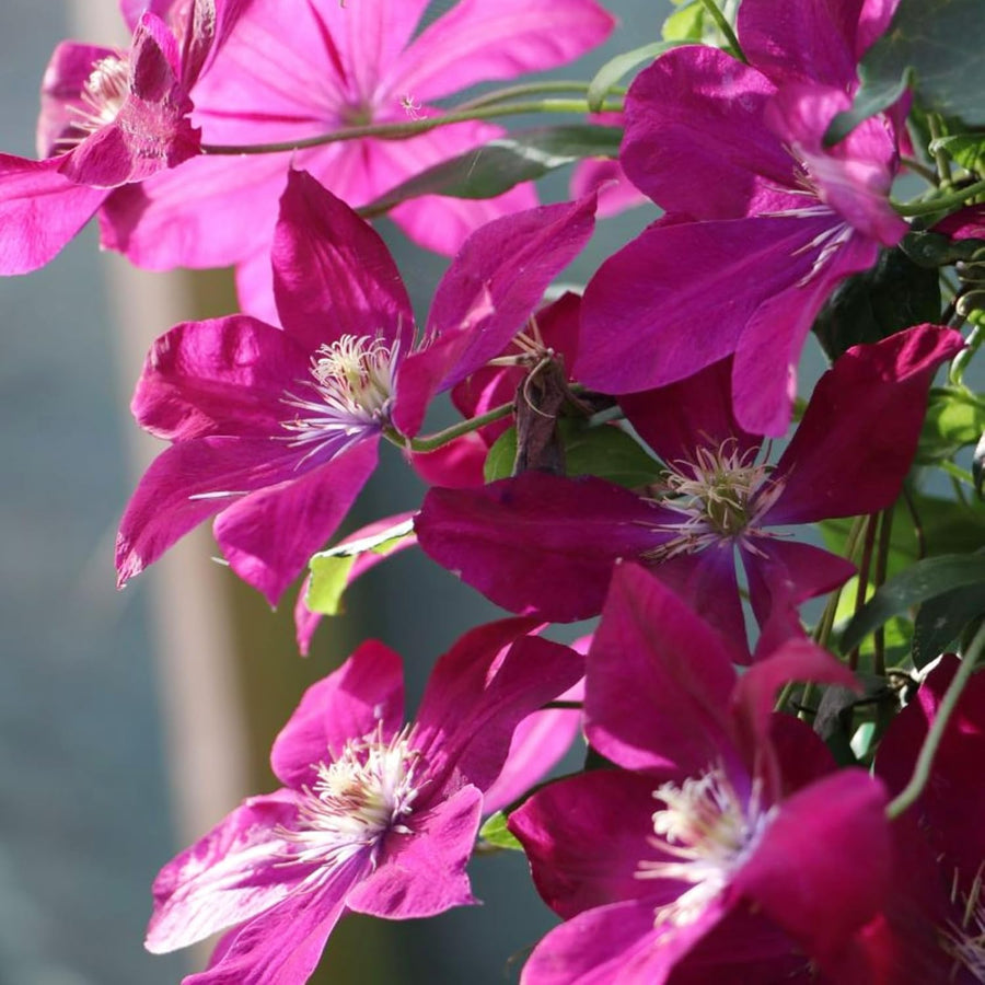 Clematis Sunset Climbing Plants  1