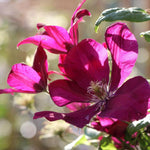 Clematis Climbing Plants  4