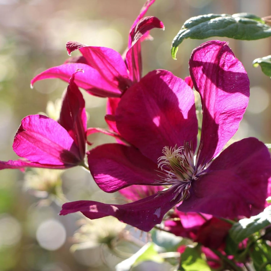 Clematis Climbing Plants  4