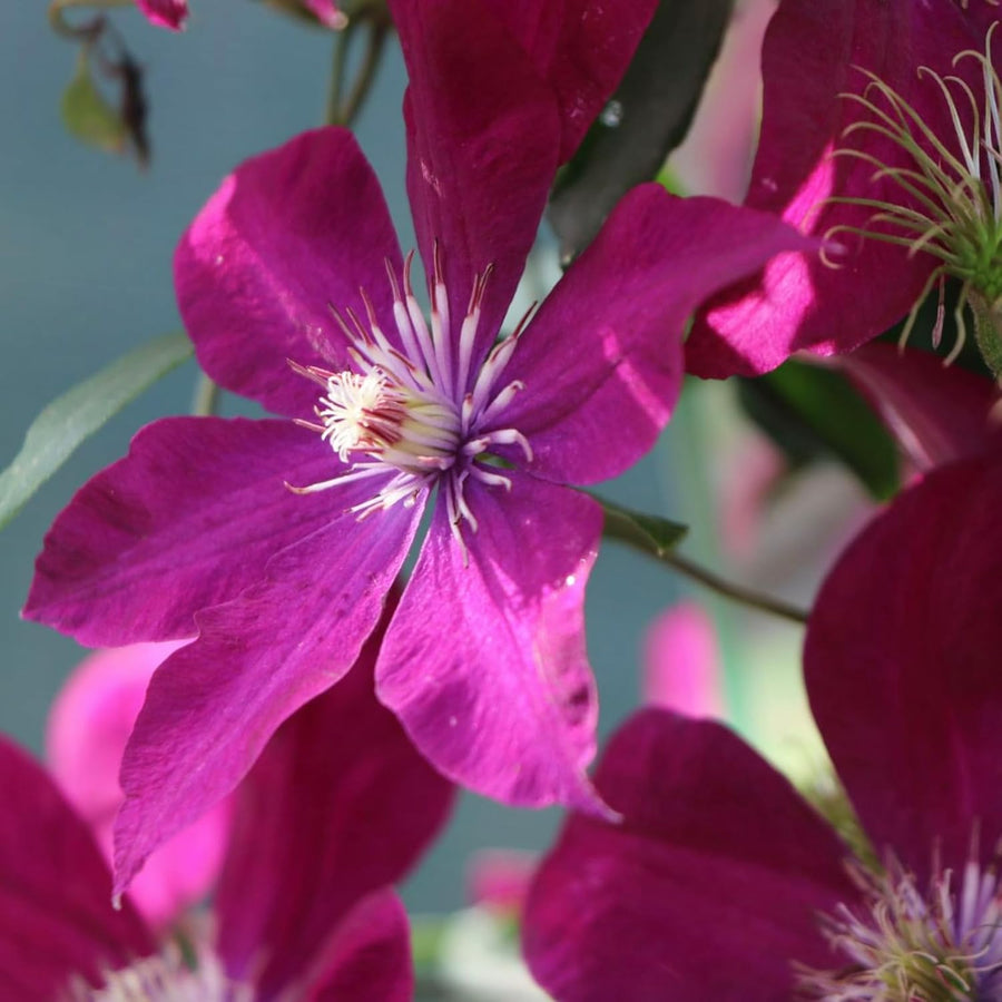 Clematis Sunset Climbing Plants  3