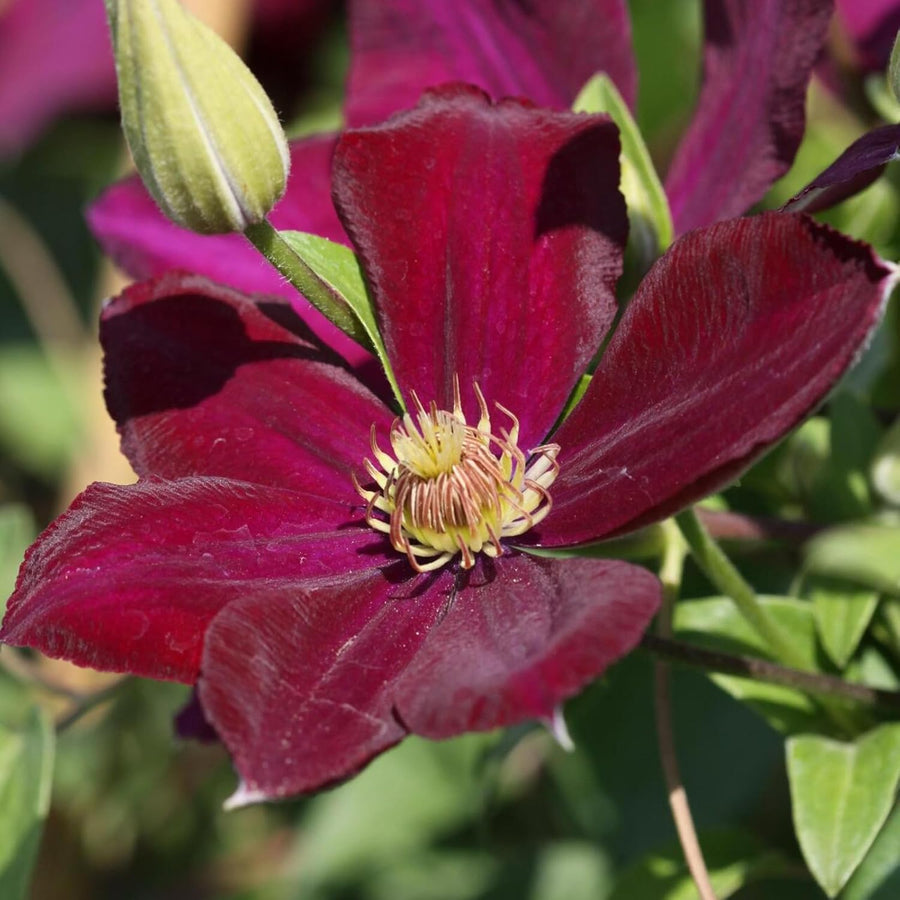 Clematis Volcano Climbing Plants  2